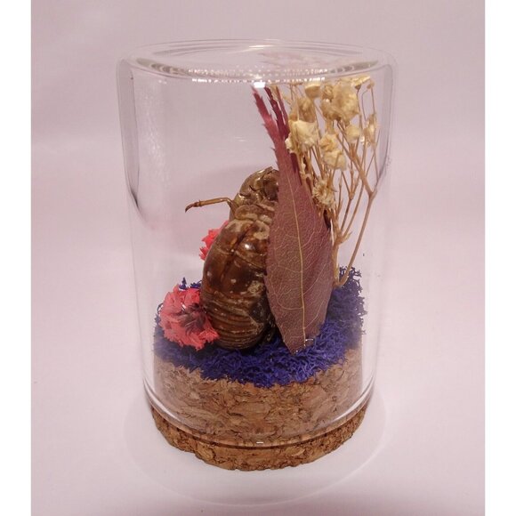 Two Cicada Skins Nut Shell & Dried Flowers Oddity Jar witchy goth taxidermy - Picture 11 of 13
